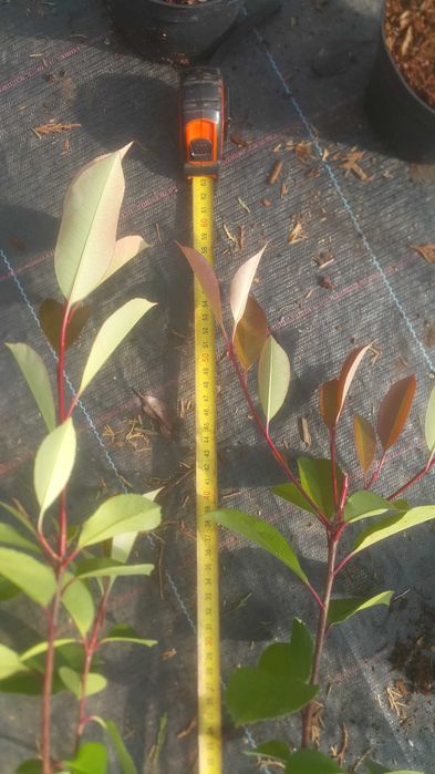 Photinia (fotinia) fraserii Red Robin, Carre Rouge gard viu