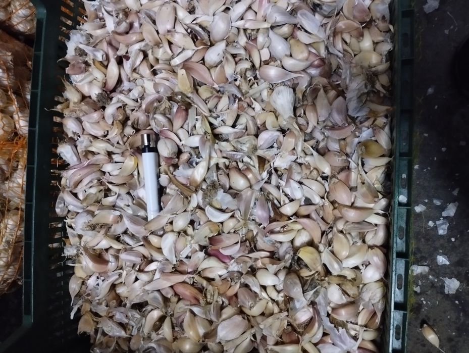 Usturoi pentru păsări!! Antibiotic natural de dat la păsări