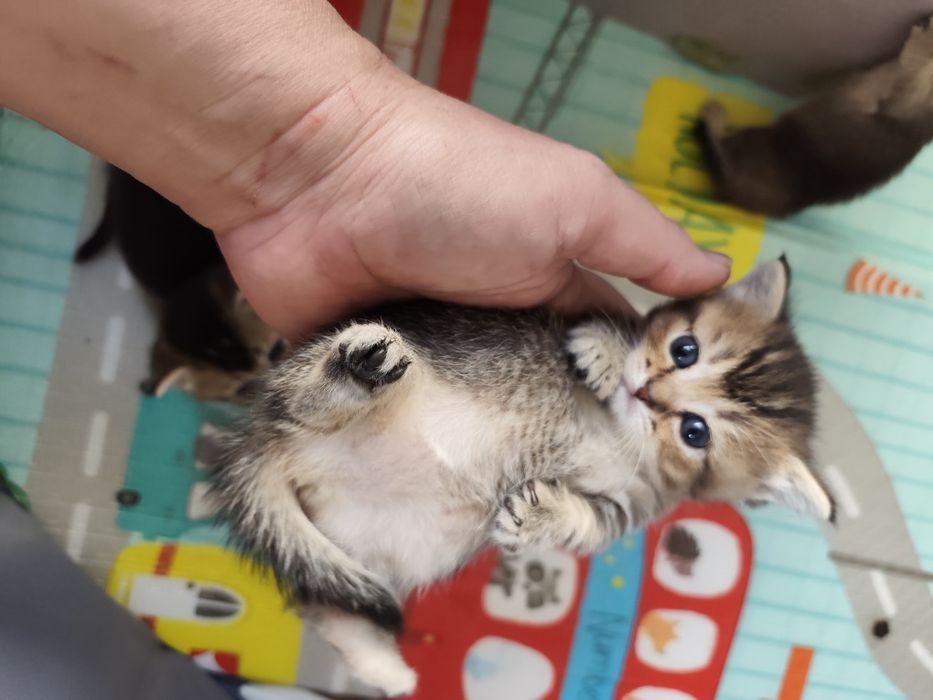 Бесподобные котята Манчкины
