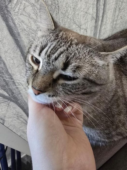 Отдам кошку мышеловку