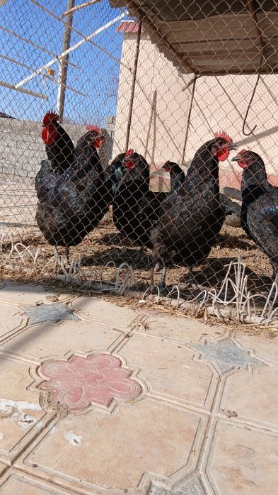 Qora shahzoda tuxumlari sotiladi 20000 soʻm