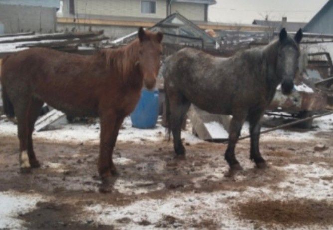 Кобылы стоят на откорме
