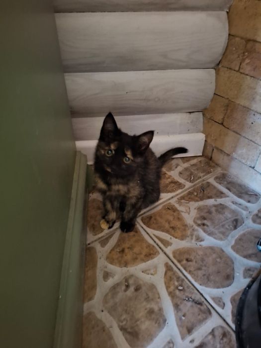 Котята 2 месяца