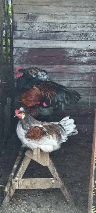 Cocosi de vanzare