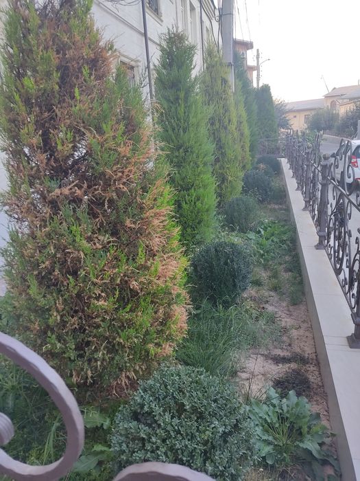 DAraxt archa uzum kesish