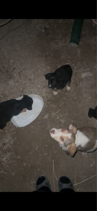 Кущык папасы алабай мамасы простой