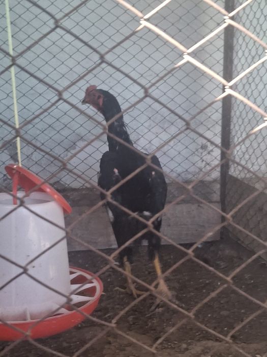 Дакан қораз сатылады.