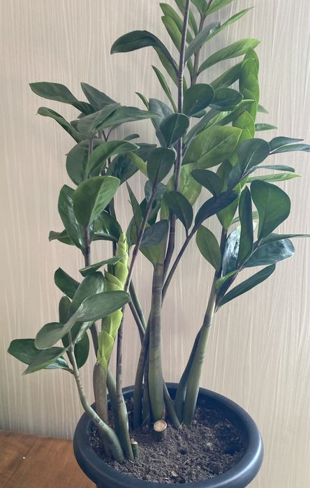 Замиокулькас обыкновенный