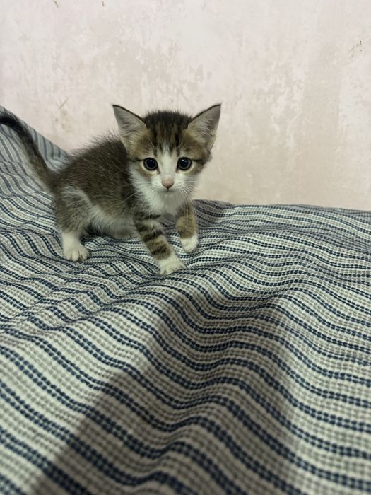Продам котят веслаухие по два месица.