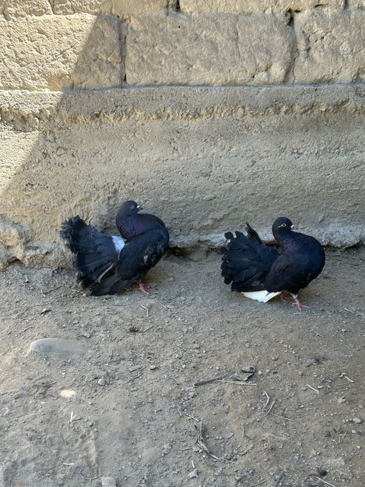 Павлин  сатылады