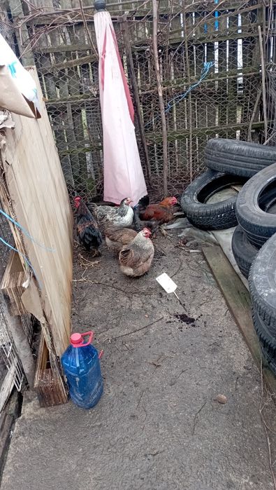 Vând pitici de găină