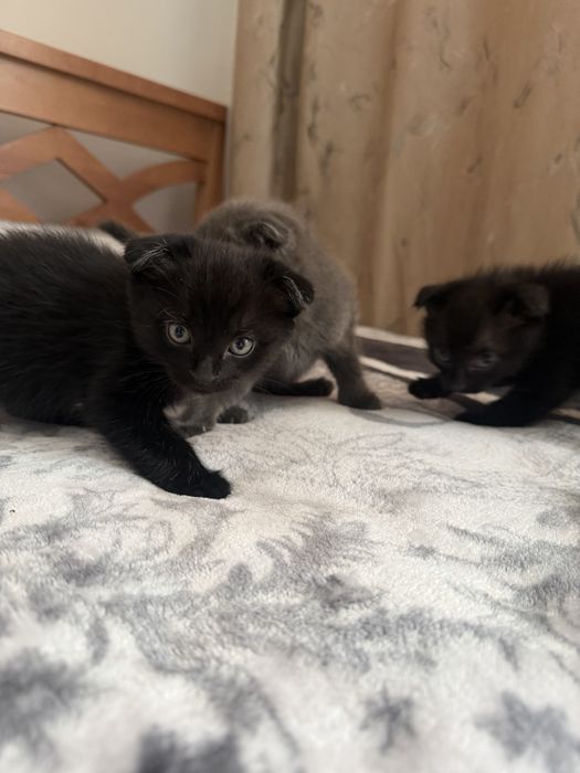 Котята вислоухие
