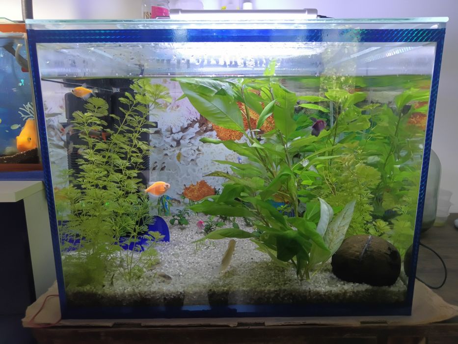 Продам аквариумы