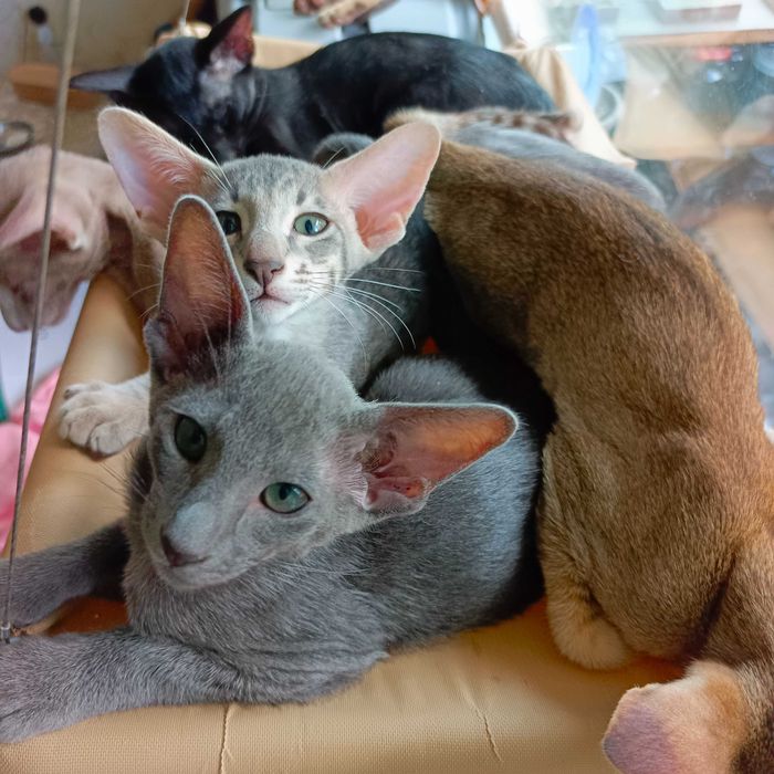 Ориентальные котята