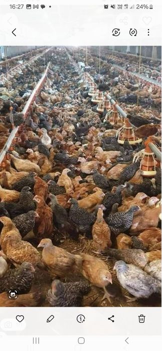 Pui de carne si pui mixte de oua