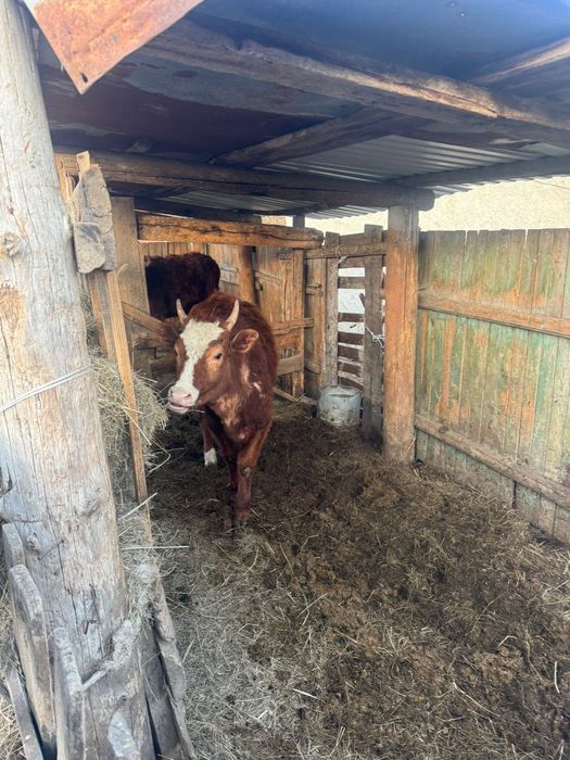 Продам Құнажын Қашар сатамын