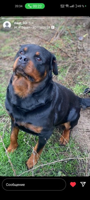 Собака ротвейлер