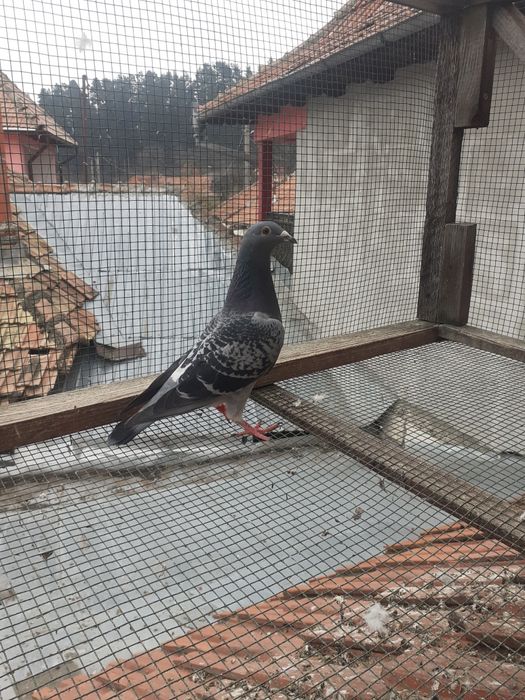 Porumbei la prețuri accesibile