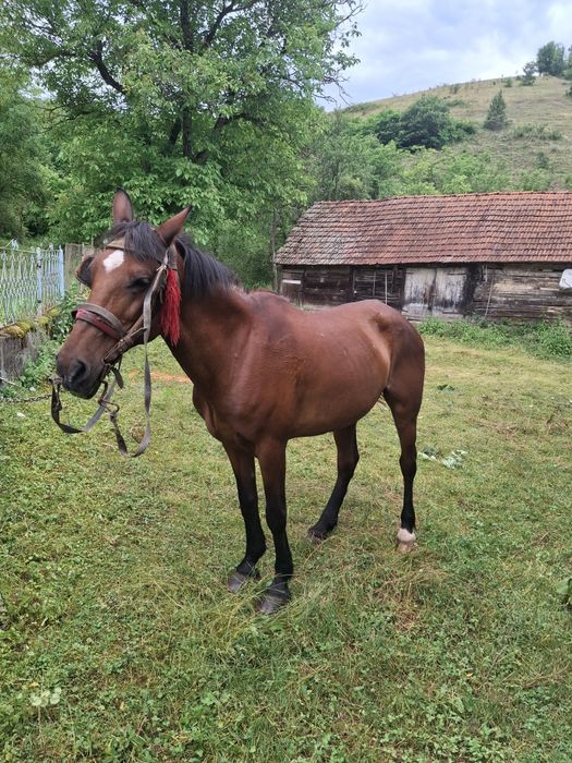 Vând iapă foarte bună
