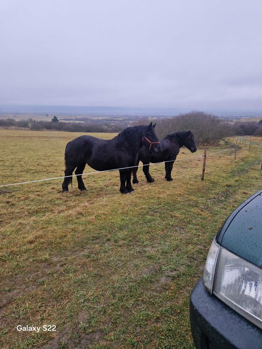 Iapa din 2020 dangalizata sange rece unguresc