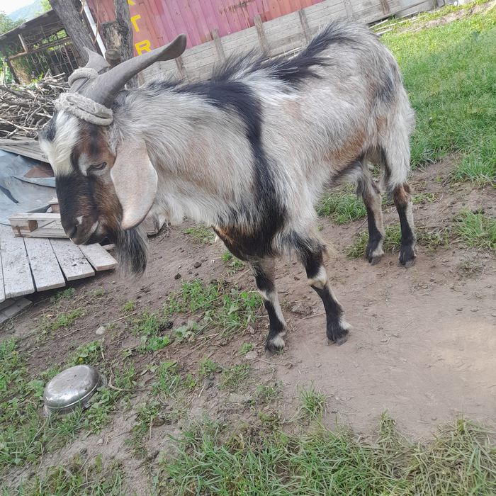 Альпийский казёл