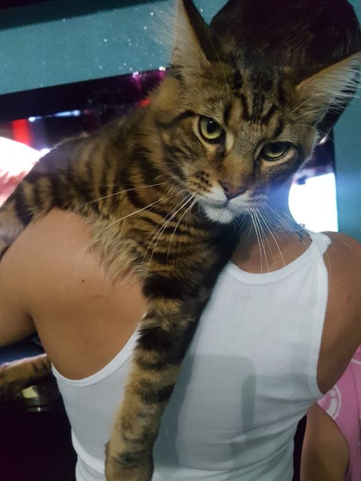 Котята мейнкун продаю