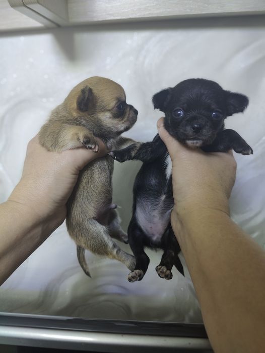 Продаются  щенки чихуахуа