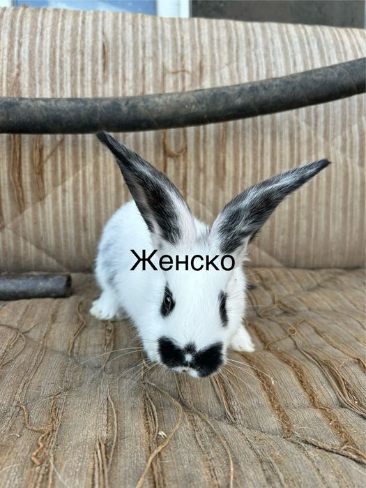 Свободни зайчета на 2 месеца  по 20 евро