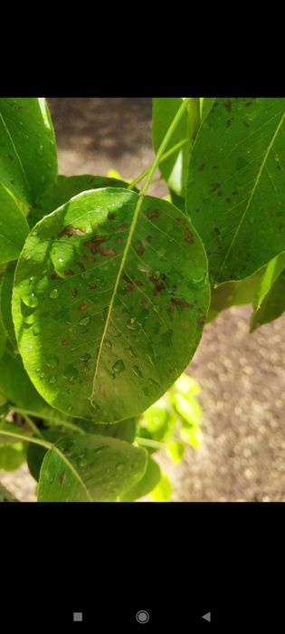 Archa kesish dorilash xizmati