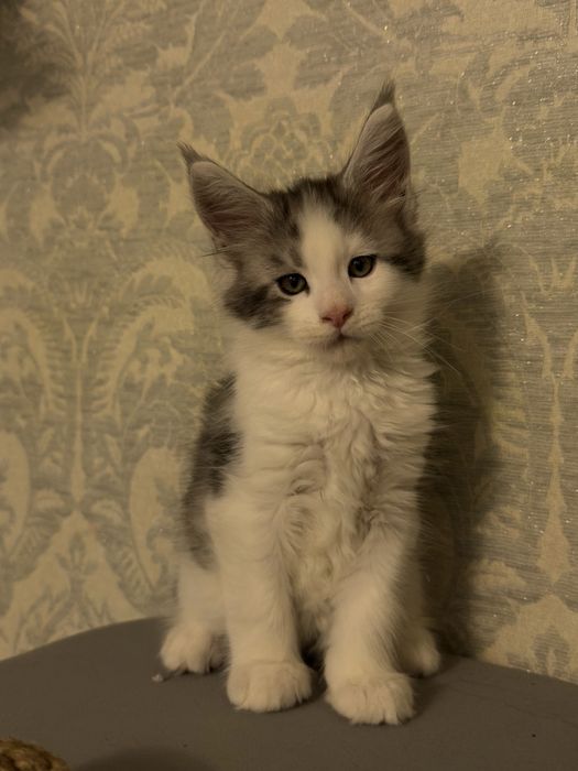 Котята Мейн-Куны