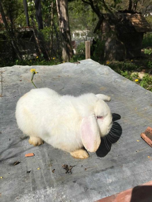 Mascul Berbec pitic German - mini lop- alb