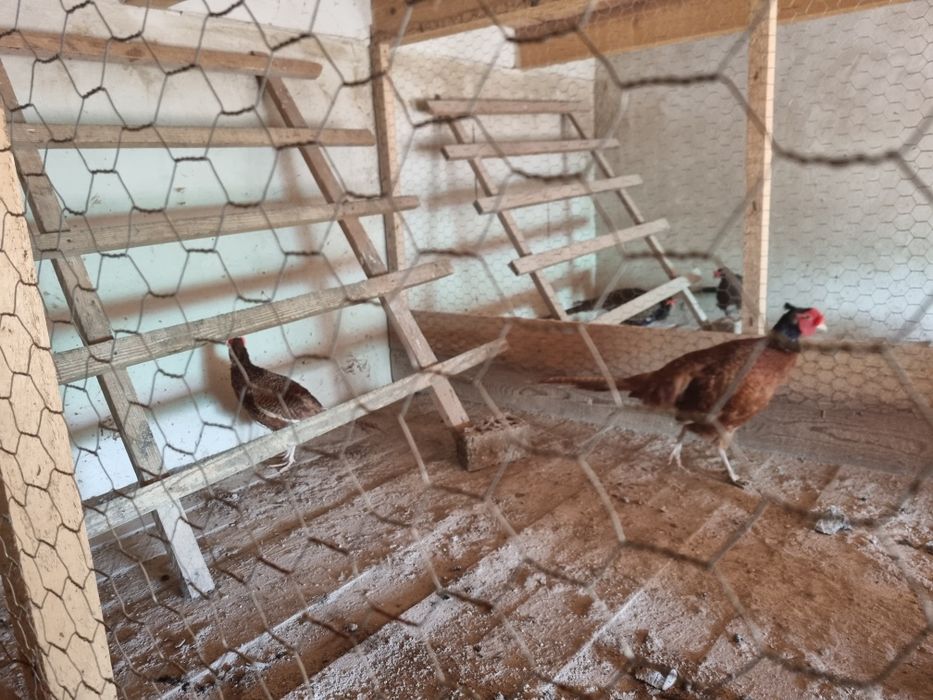 Fazani tenebros si roscati