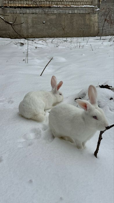 Qiyon sotiladi.donasi