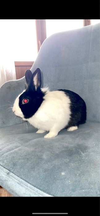 Кролик декоративный