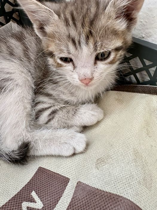 Отдам котят в хорошие руки