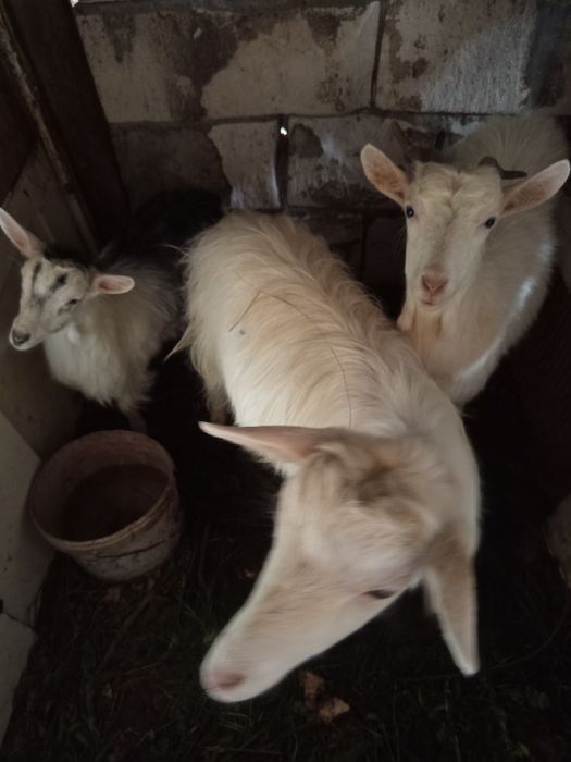 Se oferă spre vânzare Țap împreună cu capre și iezii