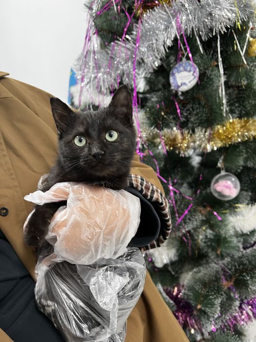 Кошечка с оливковыми глазами, 4 мес