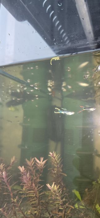 Vând Guppy ( pui si adulti) 2 lei
