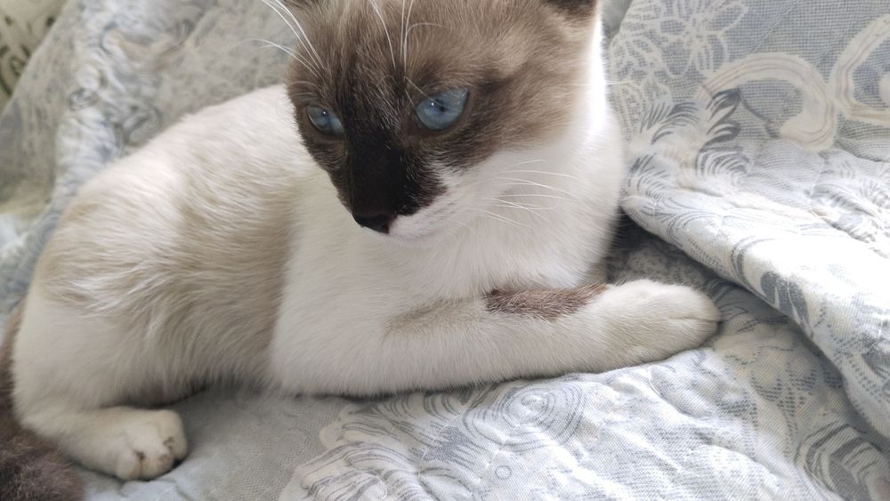 Продаётся кот сиям