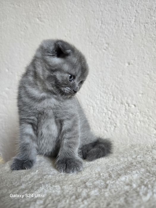 Чистокръвни Шотландски клепоухи котета