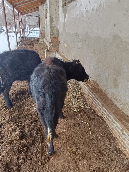 Ұргашы бузау  сатылады