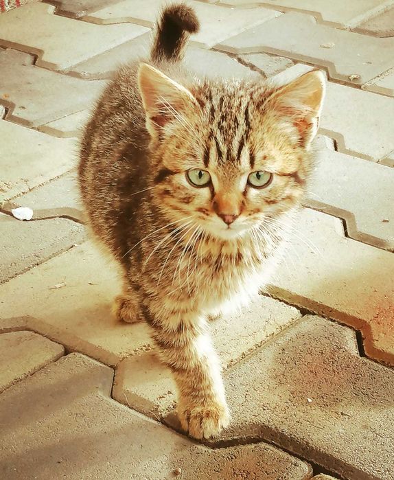 DONEZ pui de pisica,in Suceava