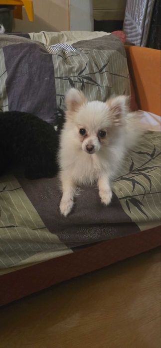 Продавам мини немски шпиц