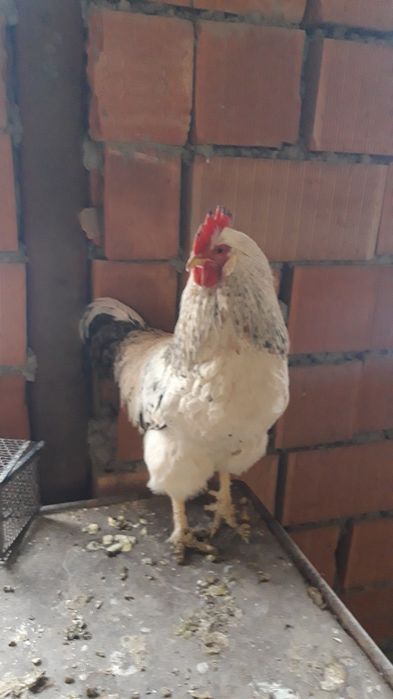 Жас Әтештер 2500т