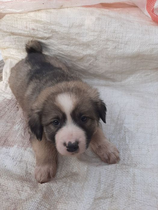 Отдадим собачек в добрые руки