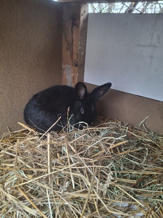 Vând iepuri de curte