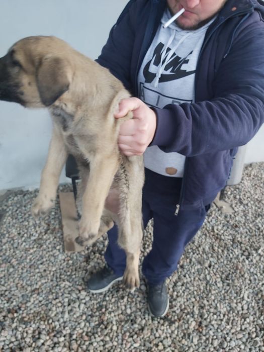 Отдам в добрые руки щенков