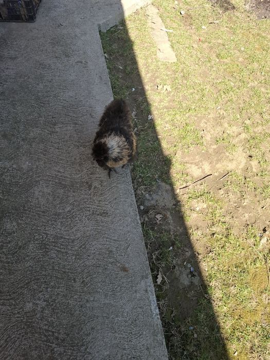 Cocoși de rasa Austrolorp