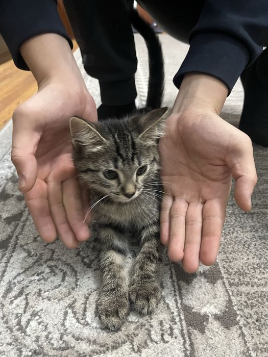 Котята продаем в хорошие руки