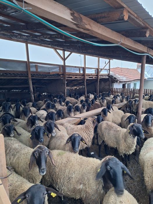 Vând oi bune de ținut fatate și nefatate